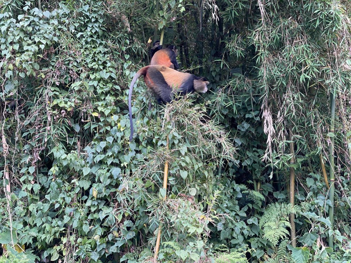 Virunga Homes Ruhengeri Eksteriør bilde